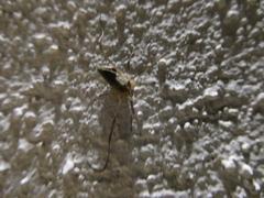 Odiellus troguloides