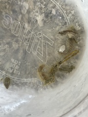 Hippocampus zosterae