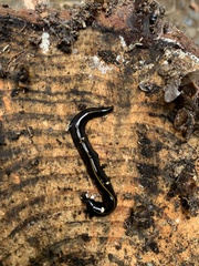 Geoplaninae