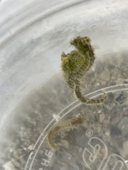 Hippocampus zosterae