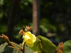 Hibiscus tiliaceus