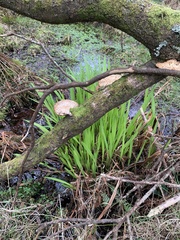 Crocosmia × crocosmiiflora