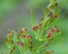 Ammannia multiflora