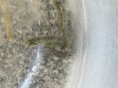 Hippocampus zosterae