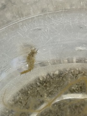 Hippocampus zosterae