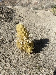 Aphyllon cooperi