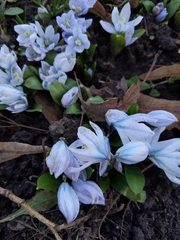 Scilla mischtschenkoana