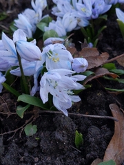 Scilla mischtschenkoana