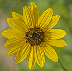 Helianthus debilis