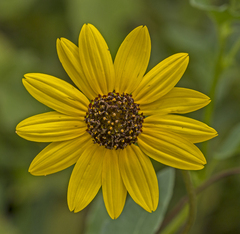Helianthus debilis