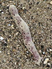 Amphimedon compressa