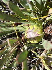 Protea laevis