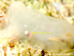 Lysianassidae