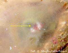 Lysianassidae