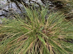 Carex paniculata