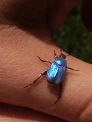 Hoplia coerulea