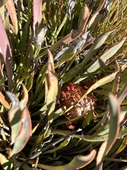 Protea laevis