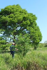Handroanthus guayacan