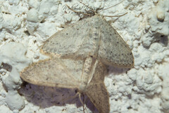 Idaea minuscularia