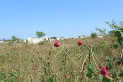 Macroptilium lathyroides