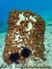 Chondrilla nucula