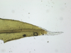 Schistidium apocarpum