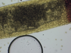 Schistidium apocarpum