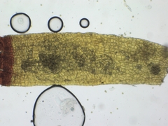 Schistidium apocarpum