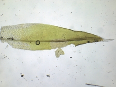 Schistidium apocarpum