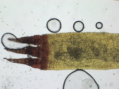 Schistidium apocarpum