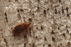 Cardiastethus fasciiventris