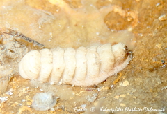 Lepidopleurus cajetanus