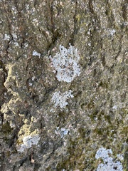 Physcia millegrana