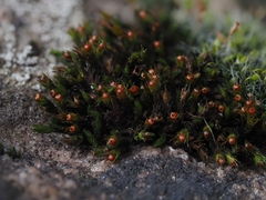 Schistidium apocarpum