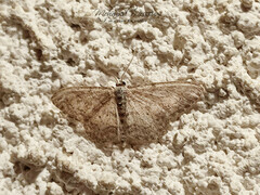 Idaea minuscularia