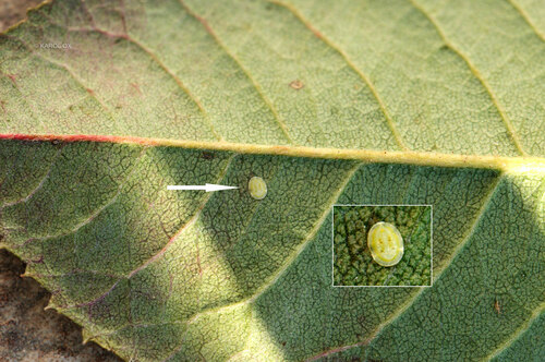 molicovité (Aleyrodidae)