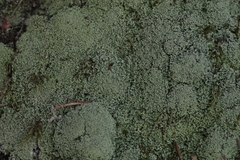Cladonia caespiticia