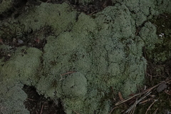 Cladonia caespiticia