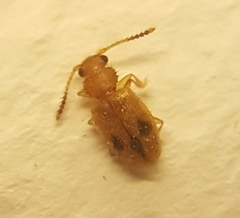 Psammoecus
