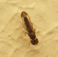 Anthomyzidae