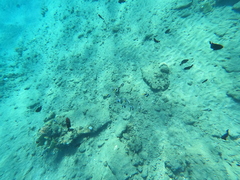 Heniochus diphreutes