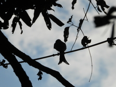 Dicrurus leucophaeus