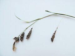 Carex magellanica