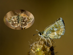 Muschampia poggei