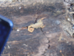 Centruroides vittatus