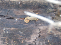Centruroides vittatus