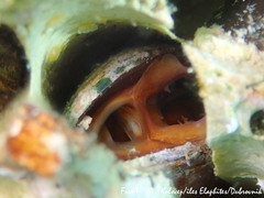 Lithophaga lithophaga