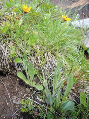 Arnica sororia