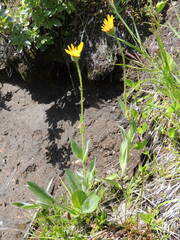 Arnica sororia