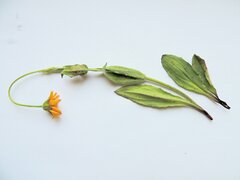 Arnica sororia